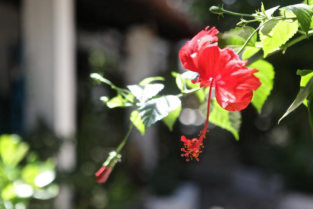 Encanto Das Flores Praia de Pipa Eksteriør billede