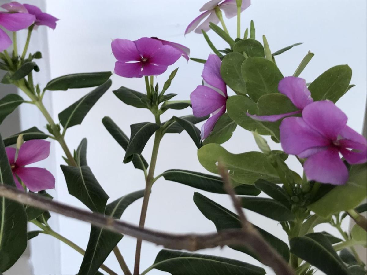Encanto Das Flores Praia de Pipa Eksteriør billede